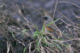 20121108_Oosterse Zwarte Roodstaart_Rolde_5